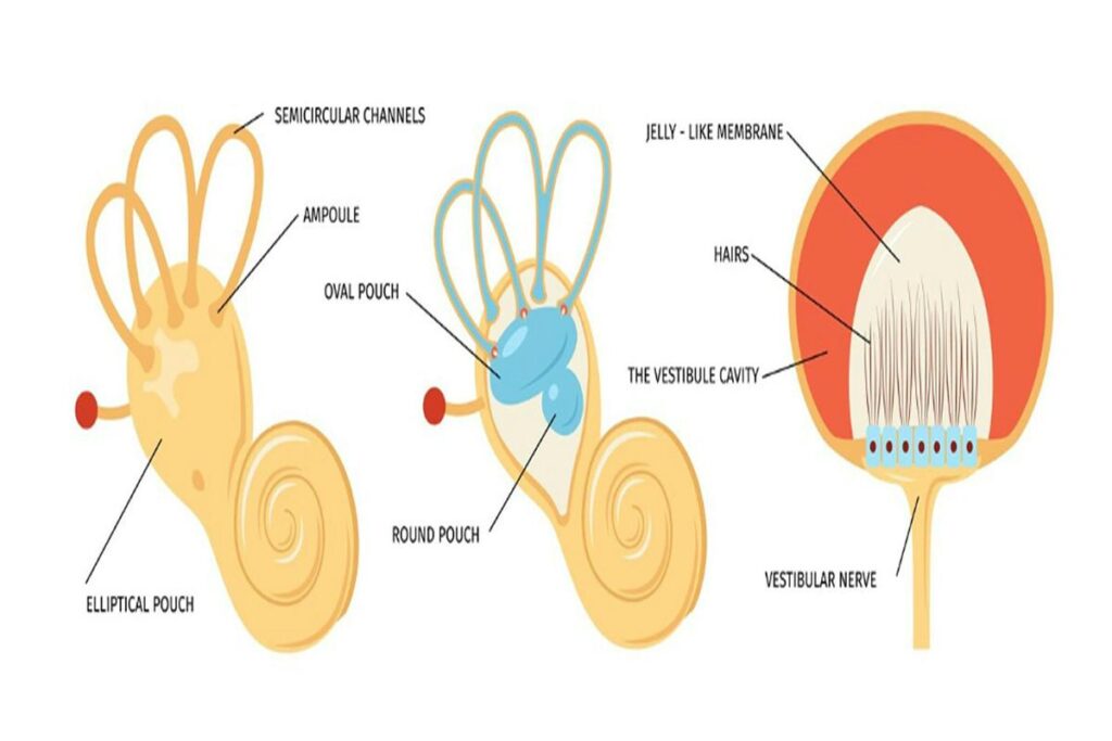 Vestibular